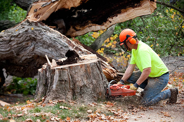 Best Arborist Services Near Me  in Belmont, NC